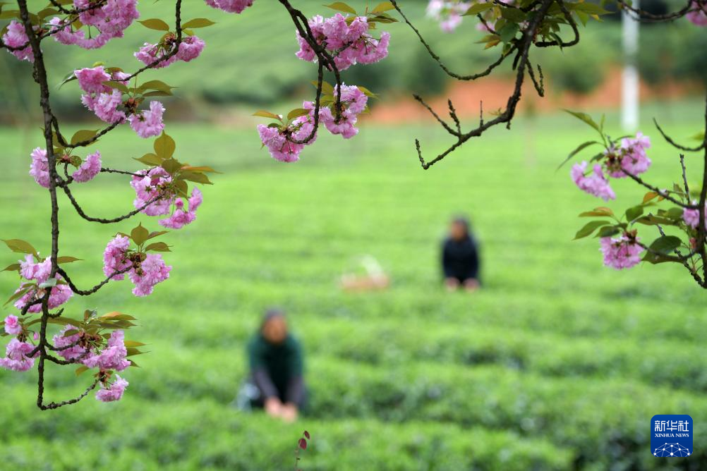 贵州凤冈：“生态茶”产业成为村民增收的重要产业