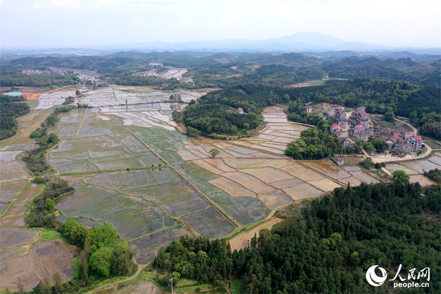 江西省丰城市丽村镇对木村农田完成春灌，即将播种早稻。 人民网记者 时雨摄