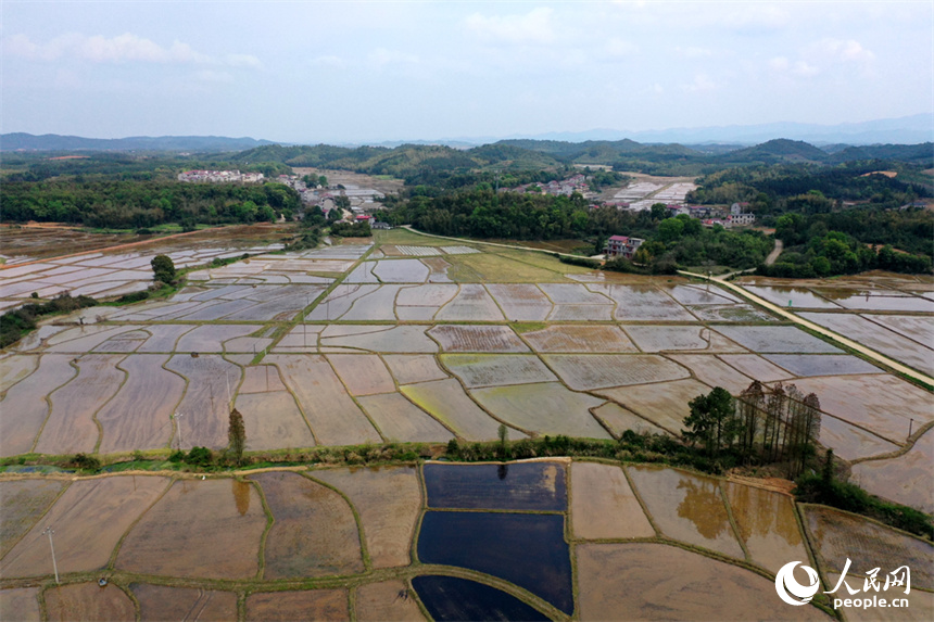 江西省丰城市丽村镇对木村农田完成春灌，即将播种早稻。 人民网记者 时雨摄