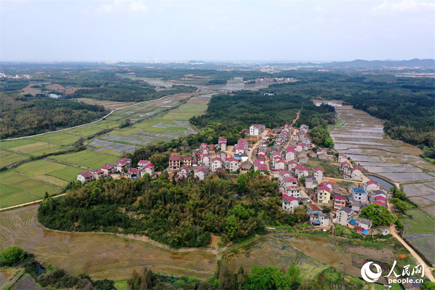 江西省丰城市丽村镇对木村农田完成春灌，即将播种早稻。 人民网记者 时雨摄
