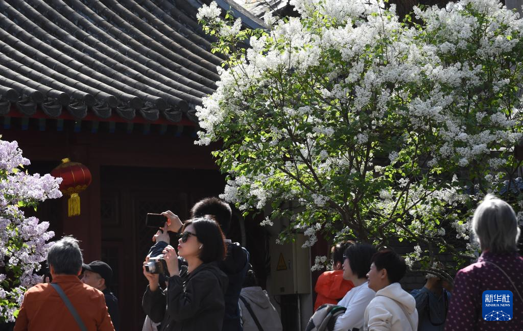 北京法源寺：丁香花开引客来