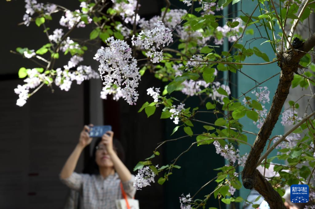 北京法源寺：丁香花开引客来