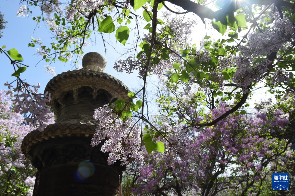 北京法源寺：丁香花开引客来