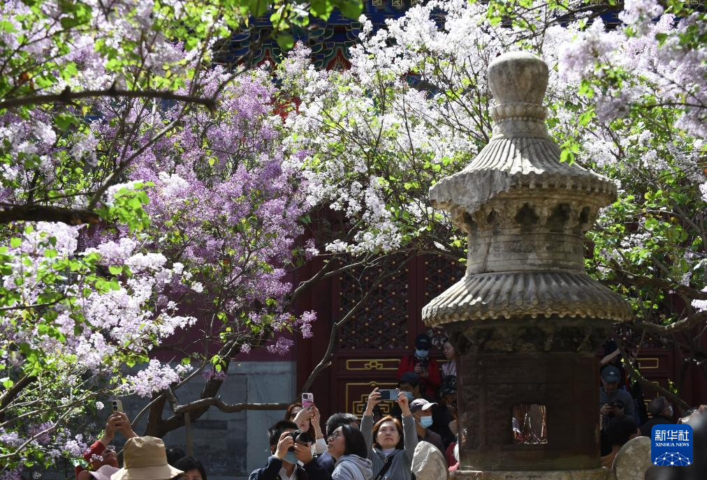 北京法源寺：丁香花开引客来