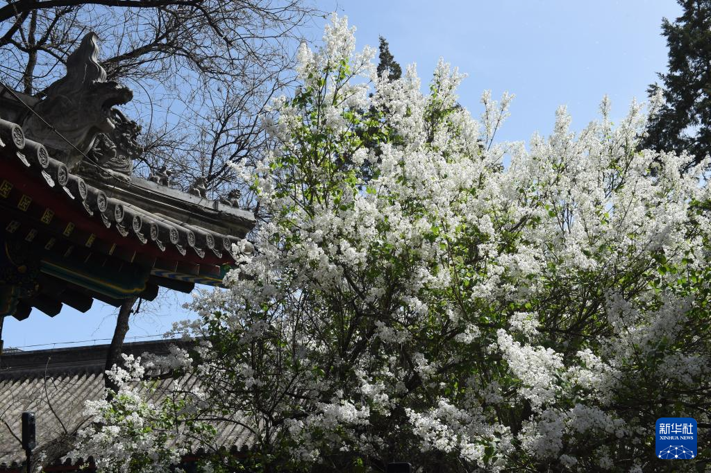 北京法源寺：丁香花开引客来