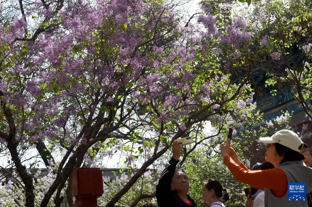 北京法源寺：丁香花开引客来