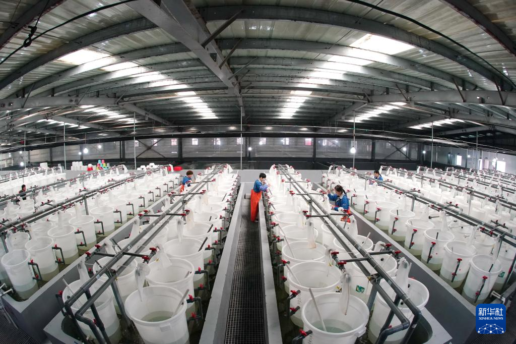 河北曹妃甸中国对虾虾苗繁育忙