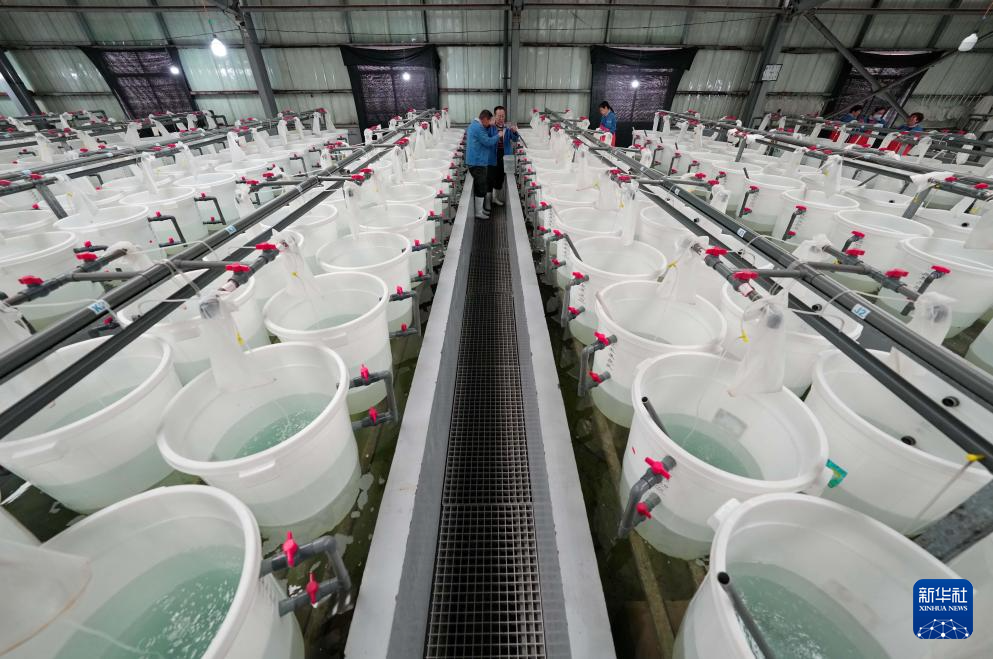 河北曹妃甸中国对虾虾苗繁育忙