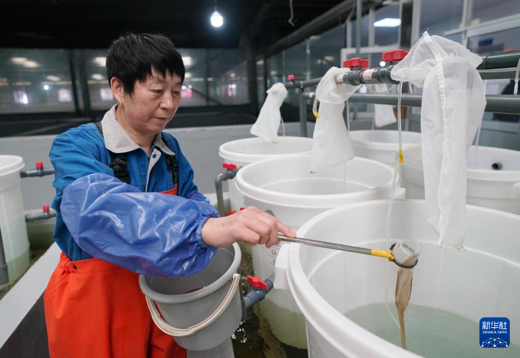 河北曹妃甸中国对虾虾苗繁育忙