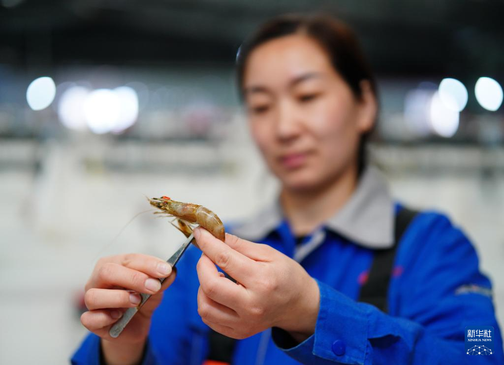 河北曹妃甸中国对虾虾苗繁育忙