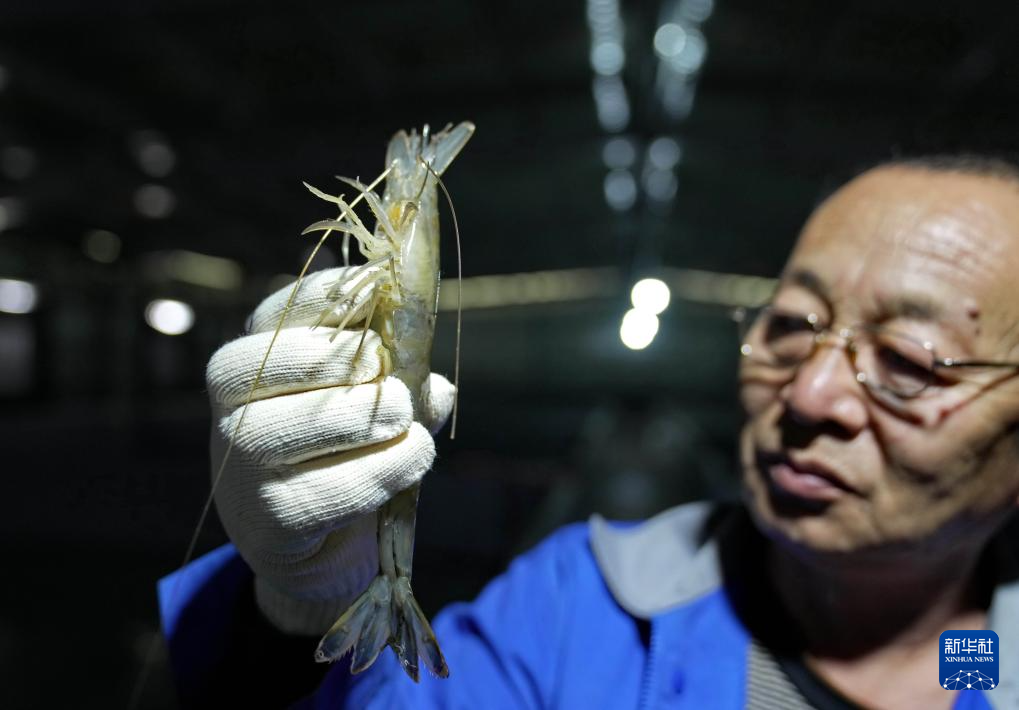 河北曹妃甸中国对虾虾苗繁育忙