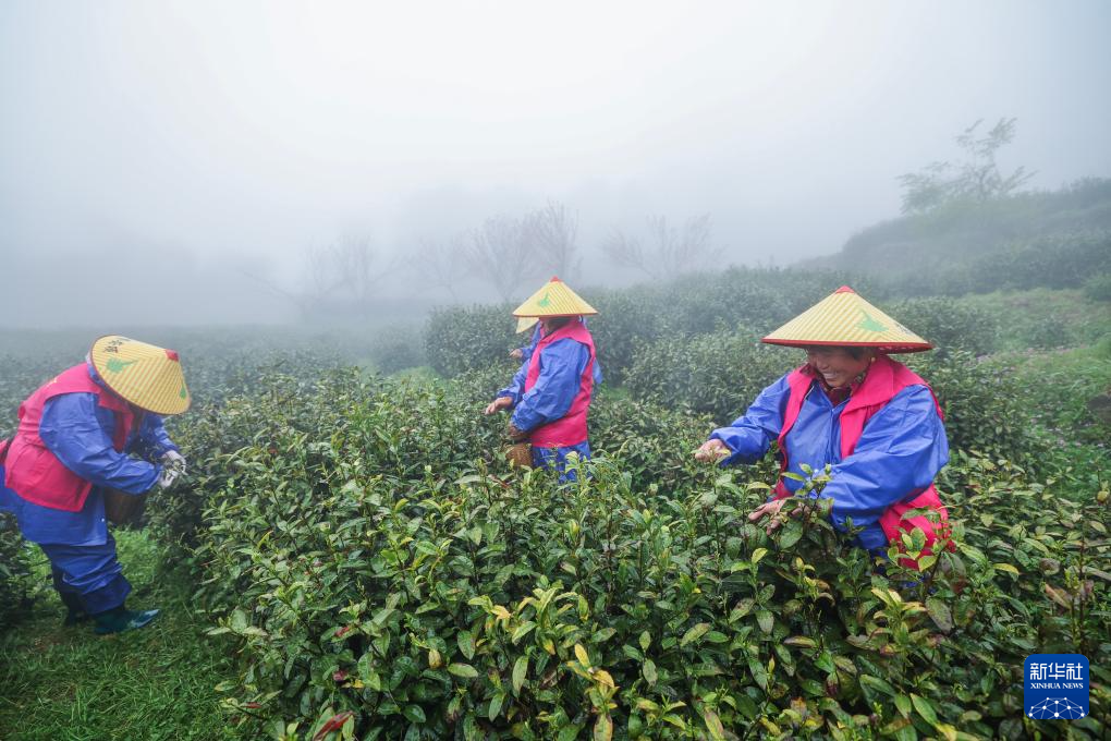 杭州富阳：高山云雾茶进入采收季