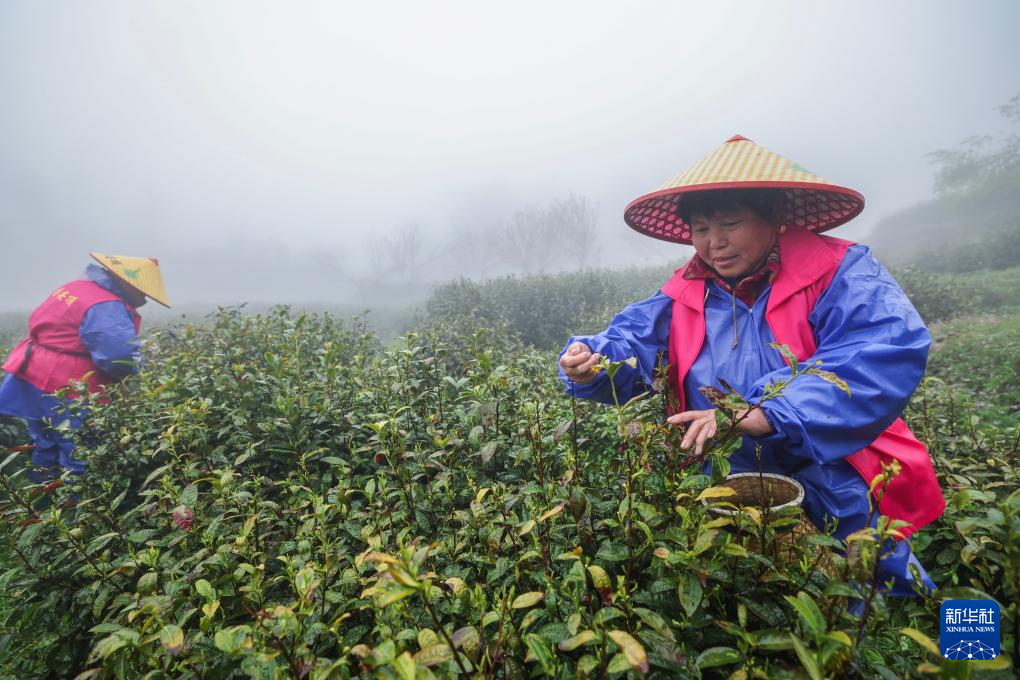 杭州富阳：高山云雾茶进入采收季