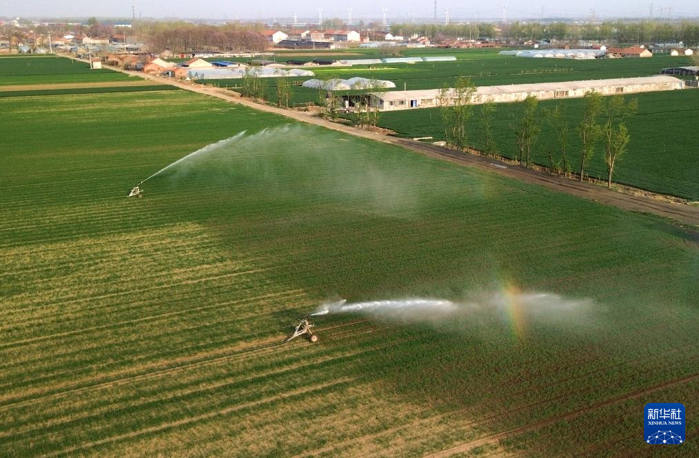 山东潍坊:小麦春季灌溉忙