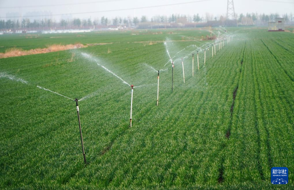 山东潍坊:小麦春季灌溉忙