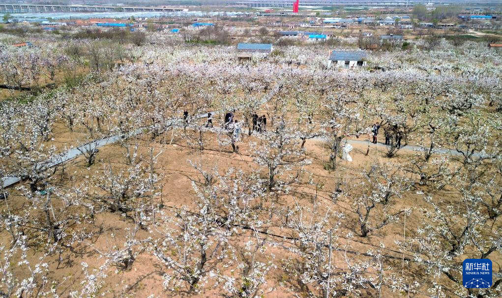 山东潍坊：古梨园春日梨花盛开如云似雪