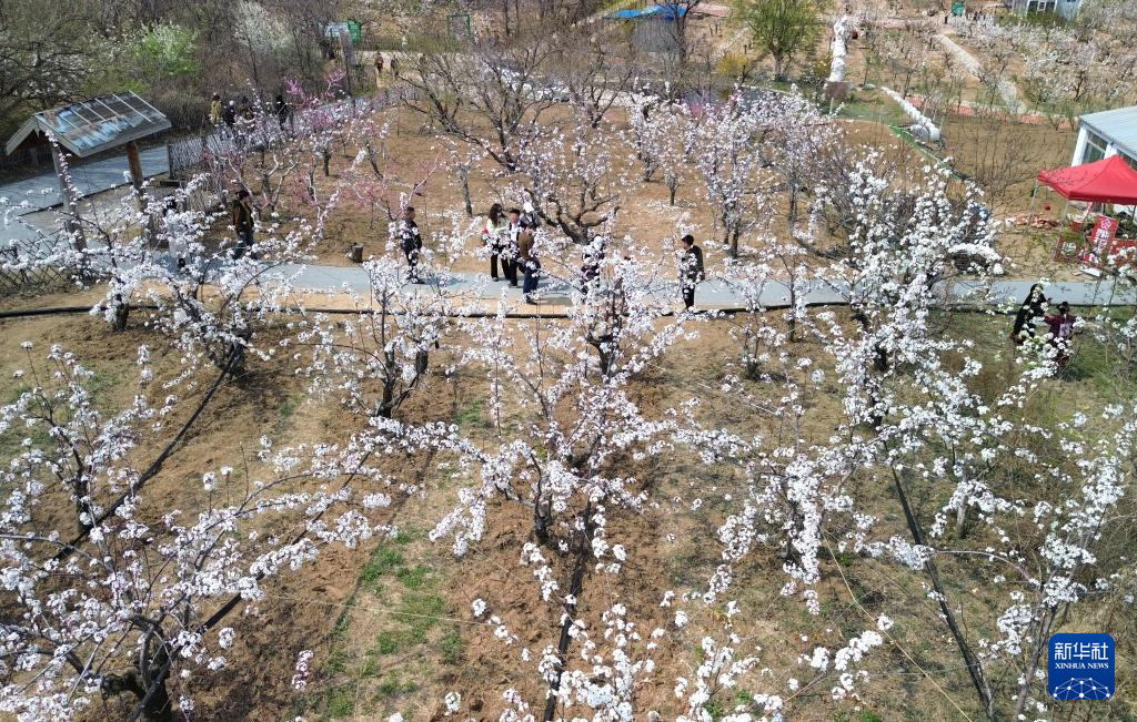 山东潍坊：古梨园春日梨花盛开如云似雪