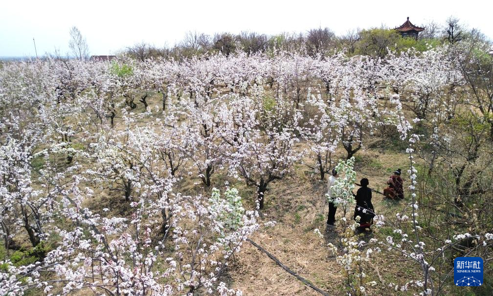 山东潍坊：古梨园春日梨花盛开如云似雪