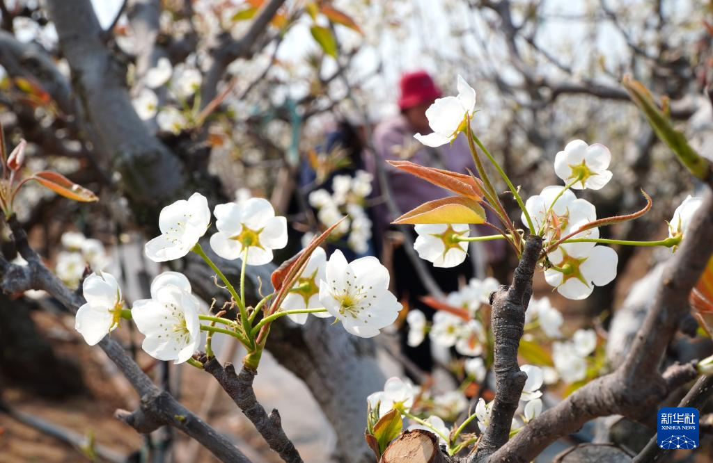 山东潍坊：古梨园春日梨花盛开如云似雪