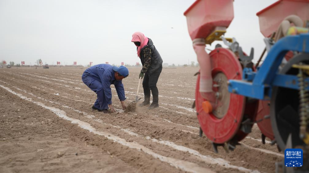 甘肃张掖：国家级玉米制种基地春播忙