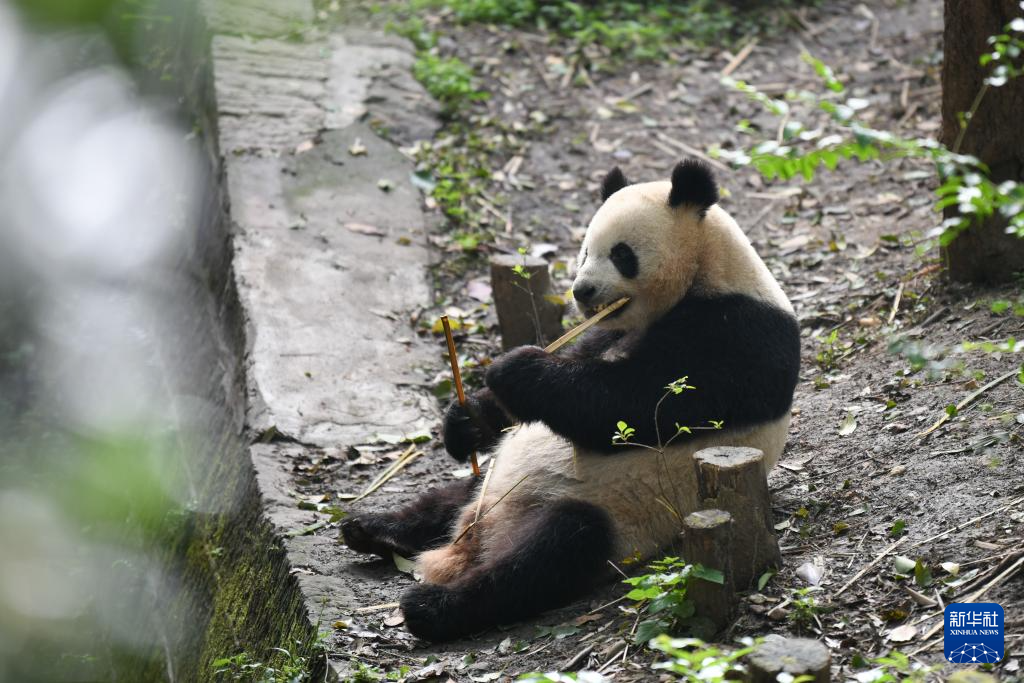 旅外大熊猫回家后的生活