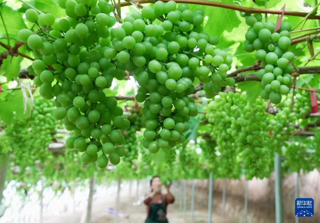 河北昌黎：暖棚葡萄进入收获季