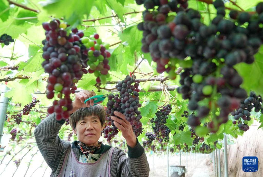河北昌黎：暖棚葡萄进入收获季