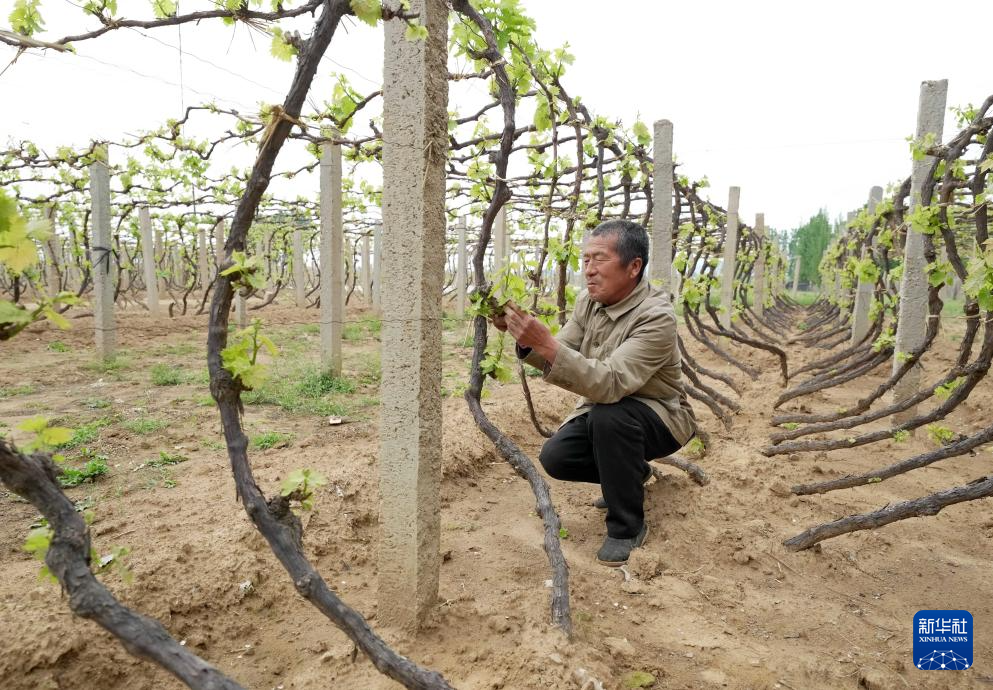 河北昌黎：暖棚葡萄进入收获季