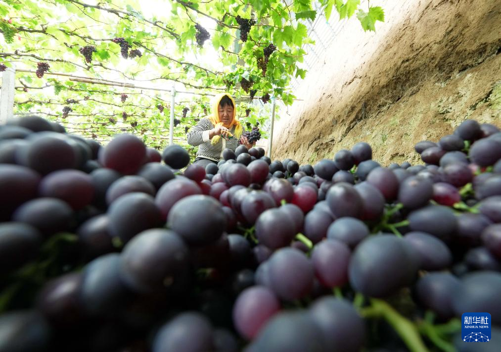 河北昌黎：暖棚葡萄进入收获季