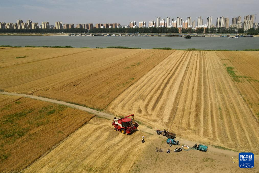 安徽：淮河两岸麦收忙