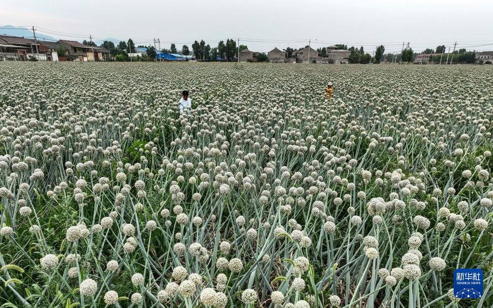 芒种将至农事忙