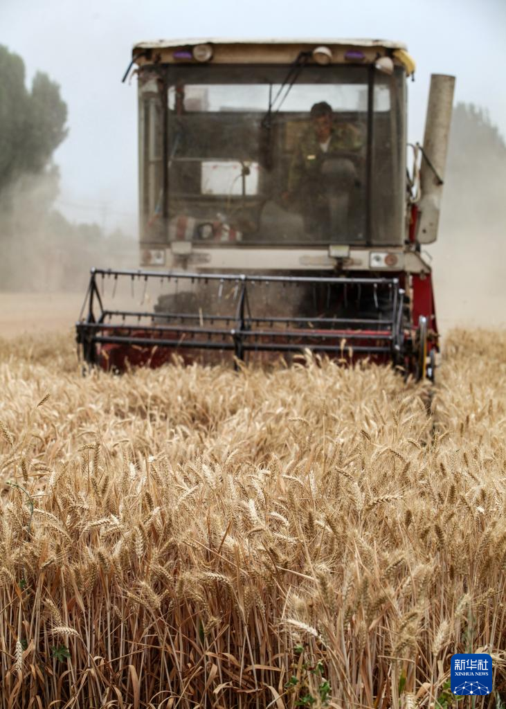 全国冬小麦收获进度过半