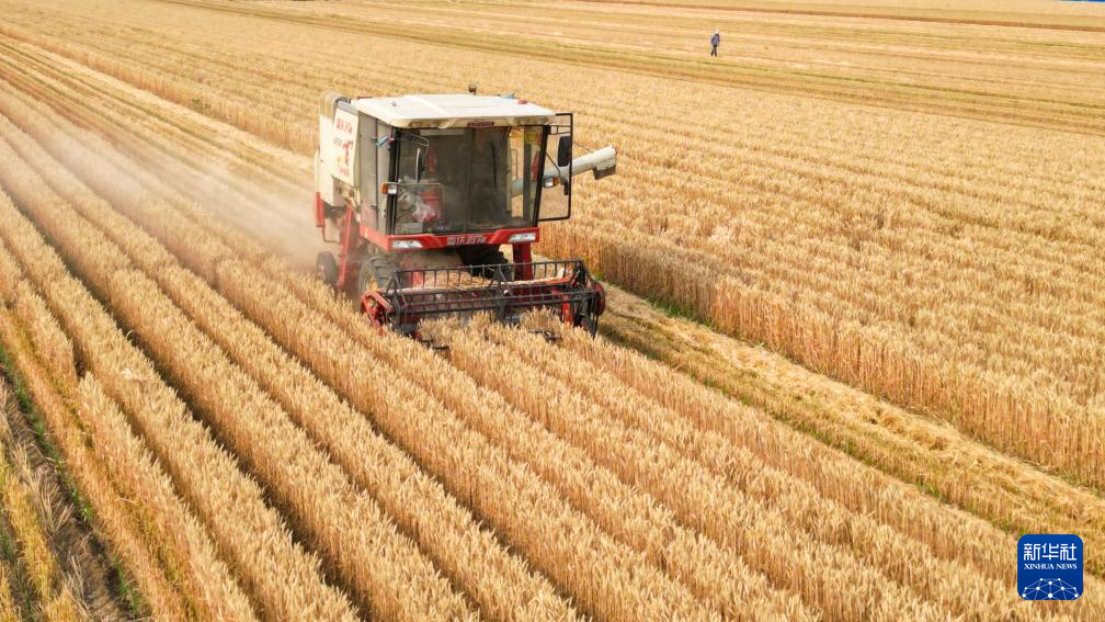全国冬小麦收获进度过半