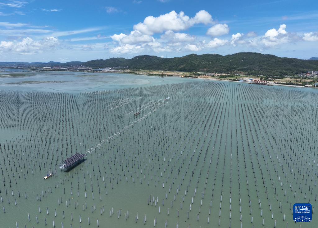 福建：海上光伏电站建设忙