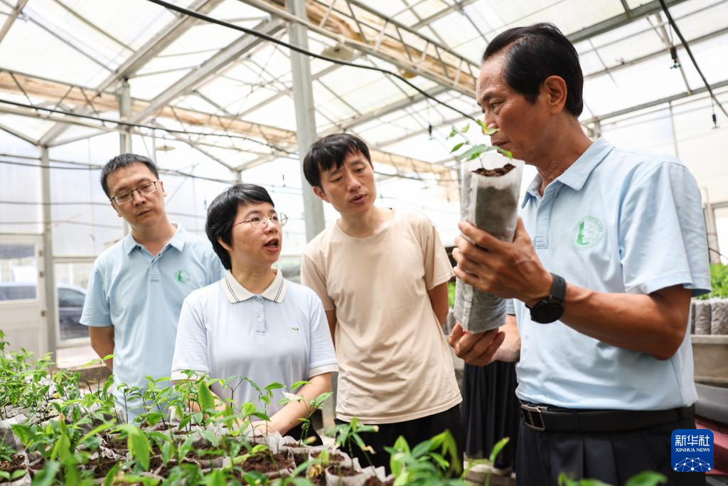 育种人三代传承 橡胶树结出科技硕果