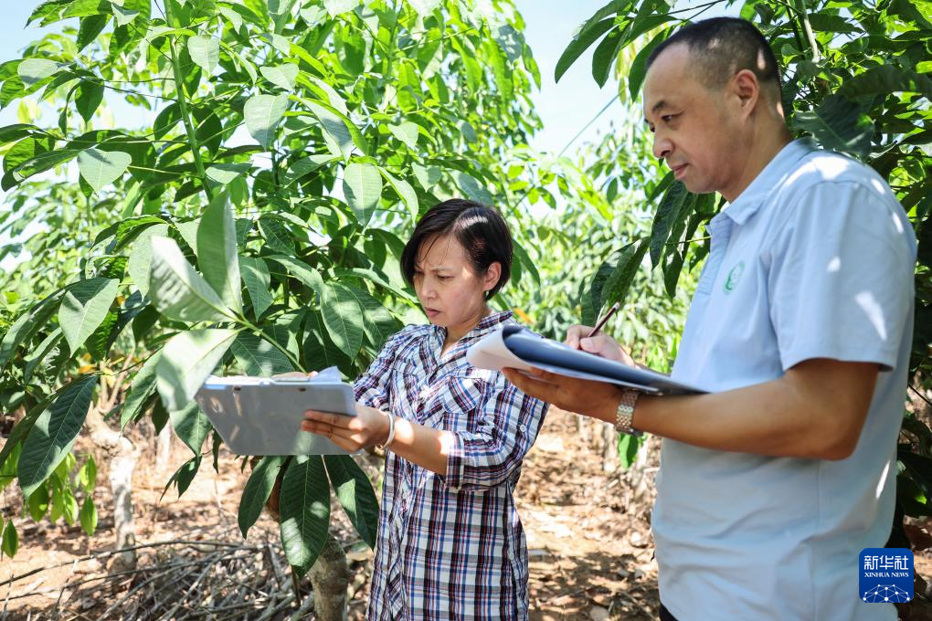 育种人三代传承 橡胶树结出科技硕果