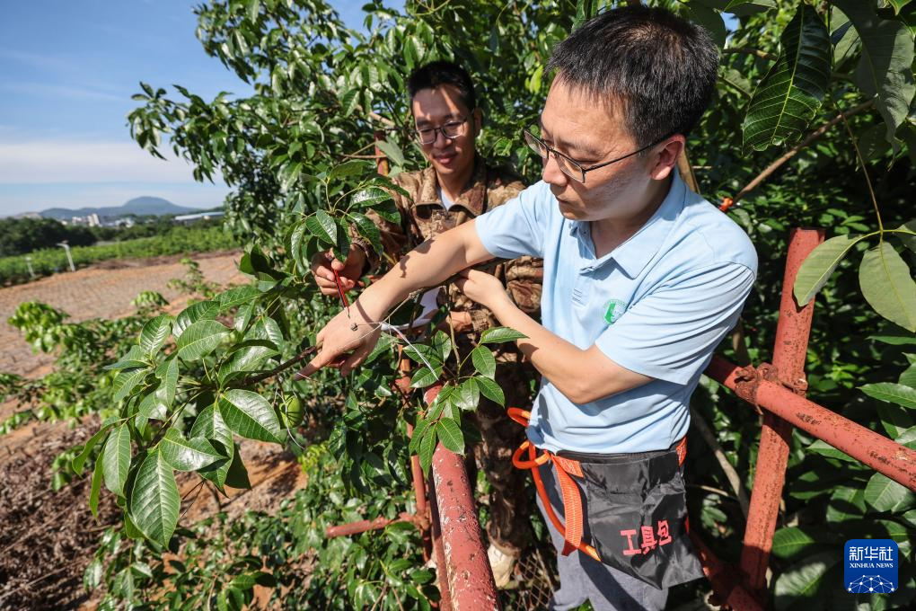 育种人三代传承 橡胶树结出科技硕果