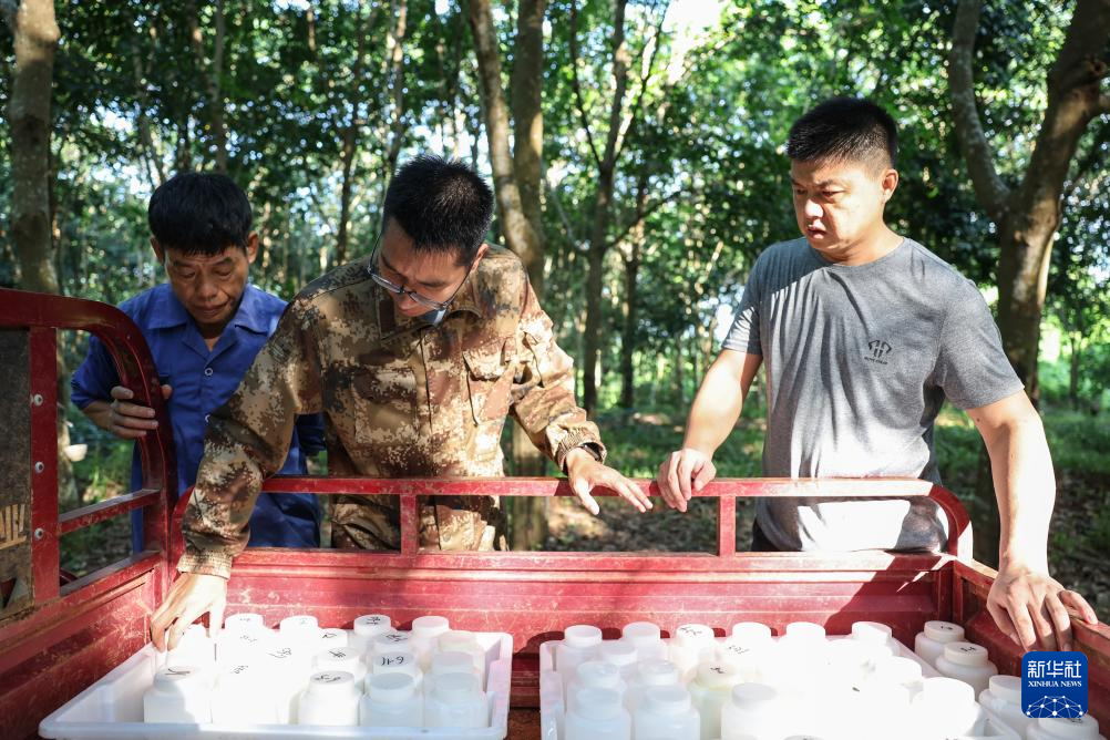 育种人三代传承 橡胶树结出科技硕果