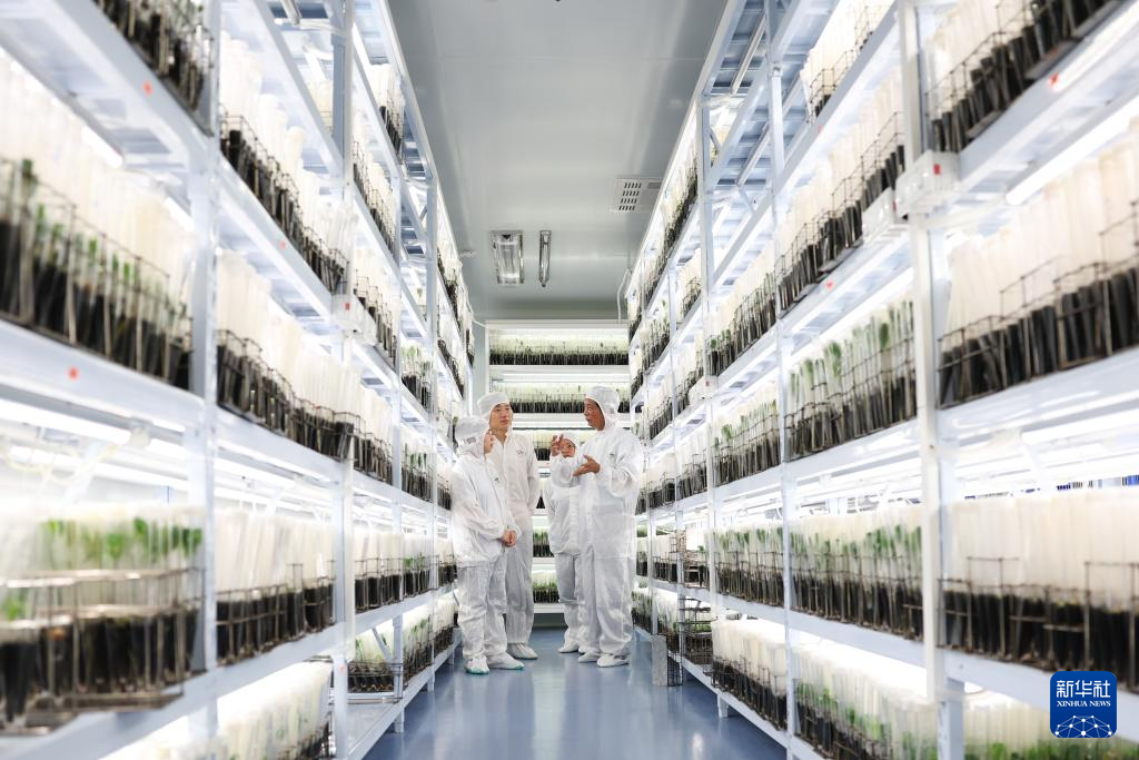 育种人三代传承 橡胶树结出科技硕果