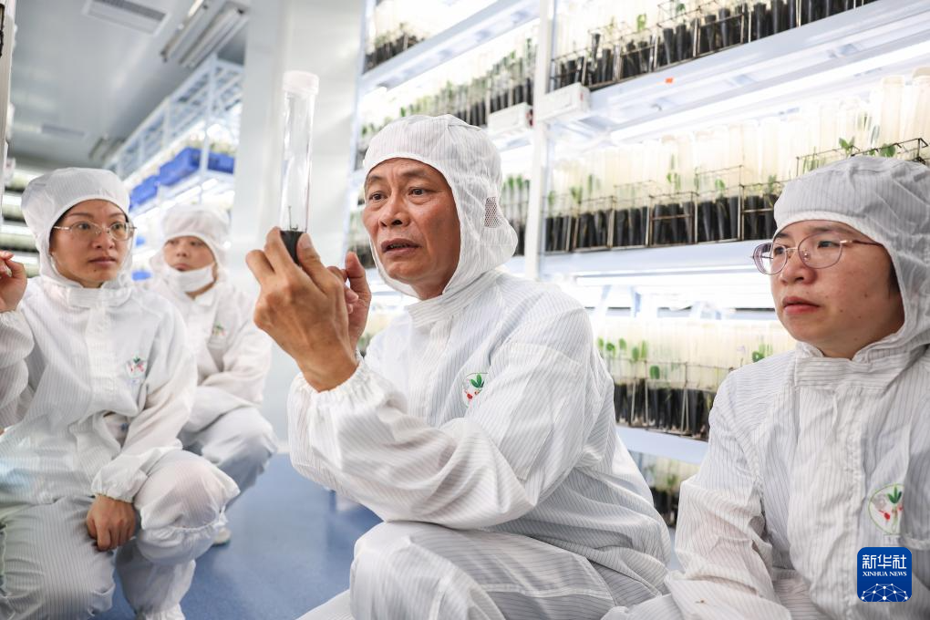 育种人三代传承 橡胶树结出科技硕果