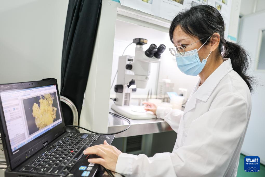 育种人三代传承 橡胶树结出科技硕果