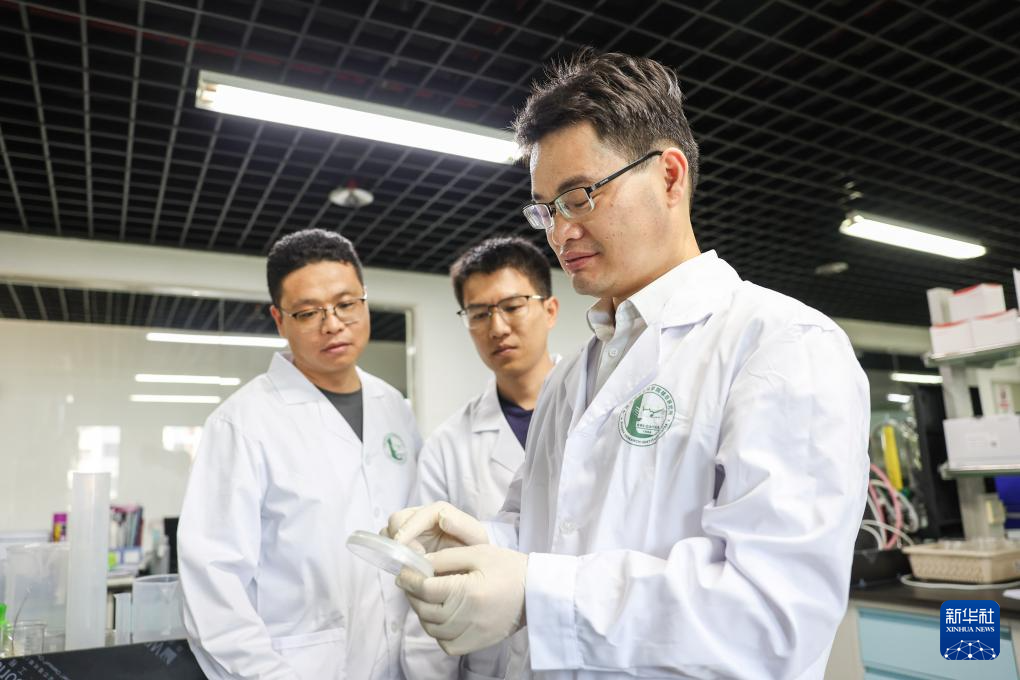 育种人三代传承 橡胶树结出科技硕果