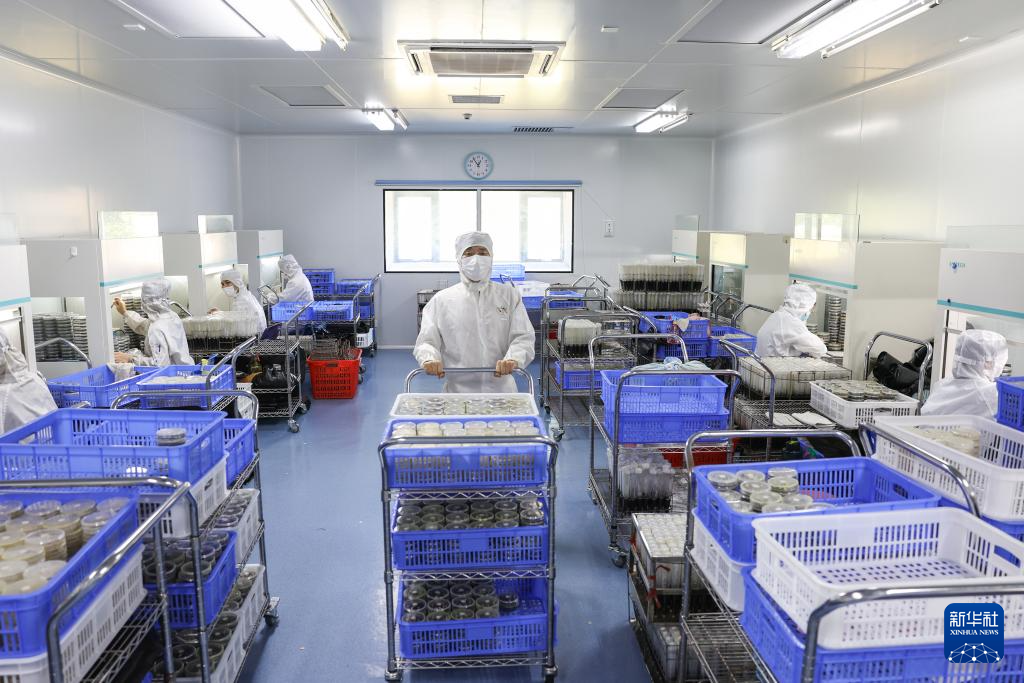 育种人三代传承 橡胶树结出科技硕果