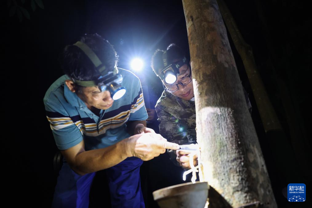 育种人三代传承 橡胶树结出科技硕果