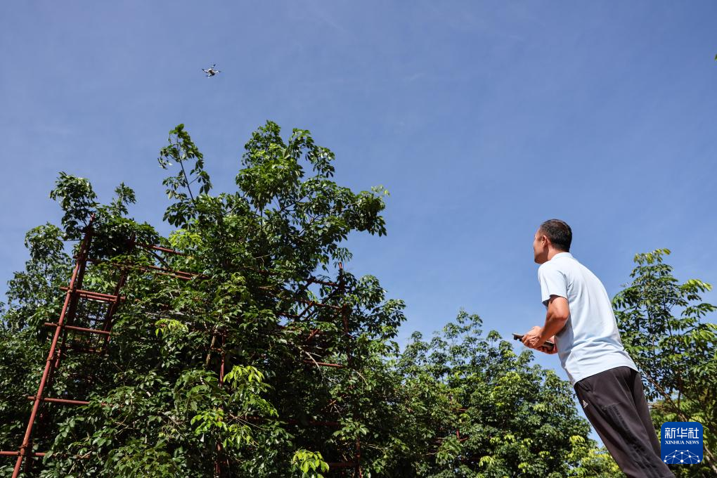 育种人三代传承 橡胶树结出科技硕果