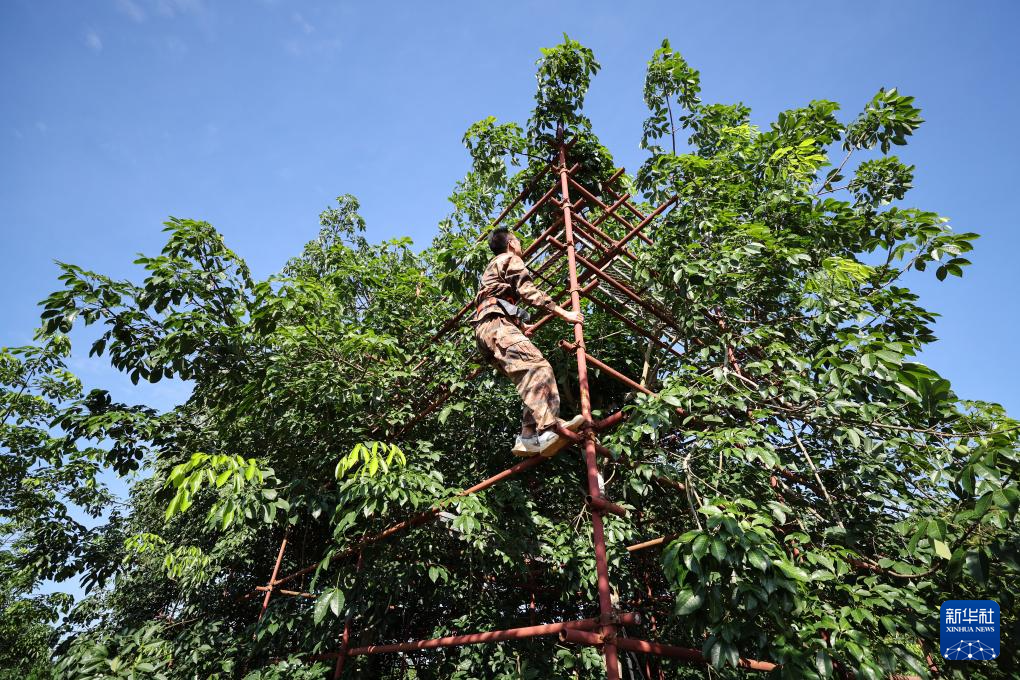 育种人三代传承 橡胶树结出科技硕果