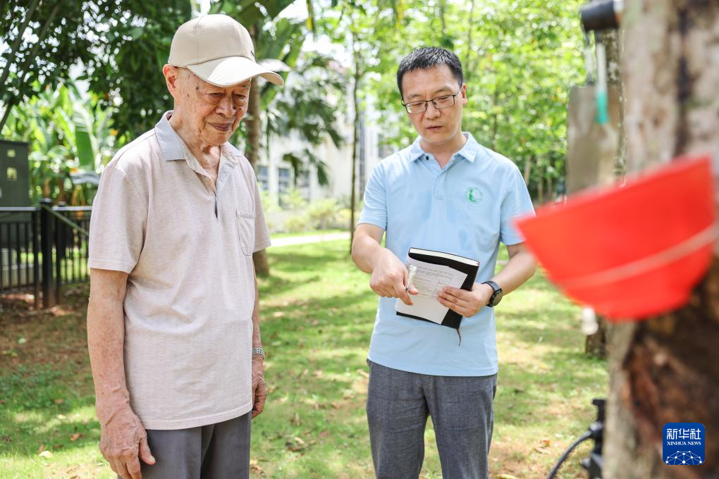 育种人三代传承 橡胶树结出科技硕果