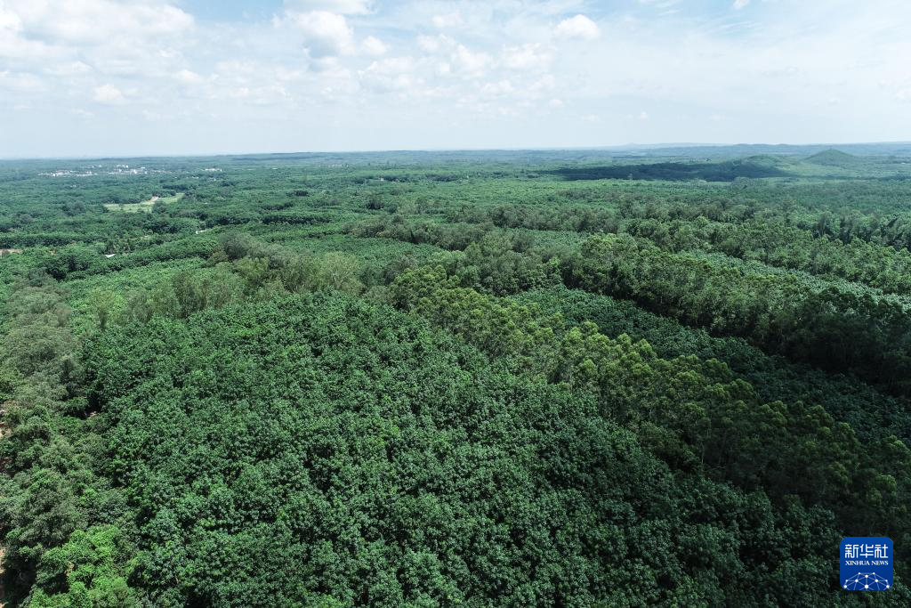 育种人三代传承 橡胶树结出科技硕果