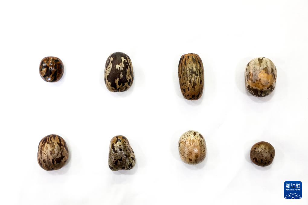 育种人三代传承 橡胶树结出科技硕果