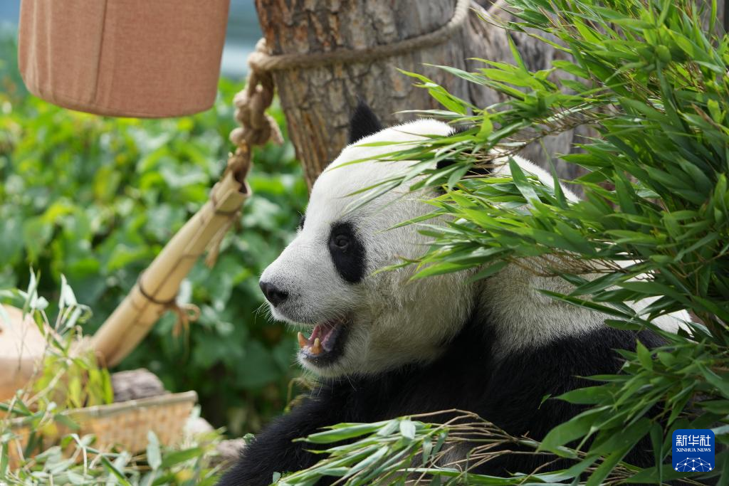 青海西宁：大熊猫的高原夏日生活